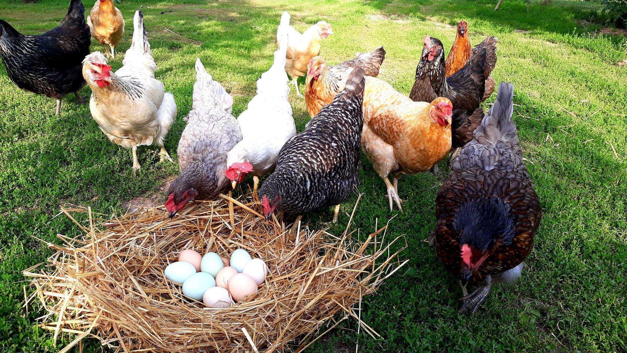 Laisvai laikomų vištų kiaušinių nebus prekyboje Didžiojoje Britanijoje nuo pirmadienio